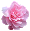 pink flower