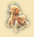 puppies